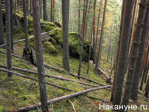 На Среднем Урале семья из пяти человек ушла жить в лес, чтобы спастись от коронавируса
