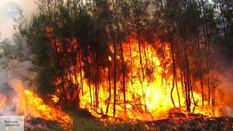 В «Гринпис» объяснили лесные пожары России эпидемией коронавируса