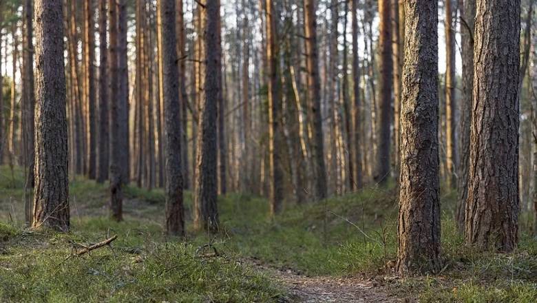 Многодетная семья из Свердловской области бежала от коронавируса в лес