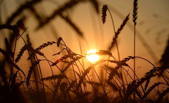 Eurasianet (США): Казахстан вводит квоты на экспорт пшеницы и муки