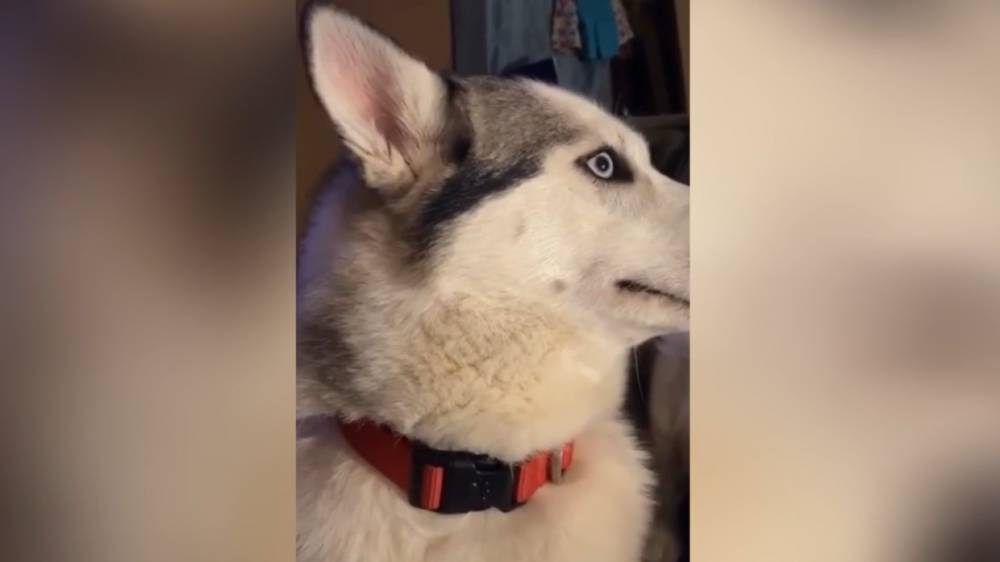 Реакция пса на ругань хозяйки сделала его звездой в социальных сетях