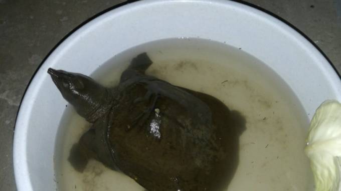 Жители Кировского района нашли домашнюю черепаху в реке