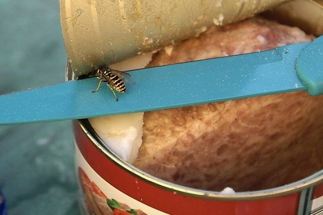 Московские власти начали «отзывную кампанию» консервов с червями