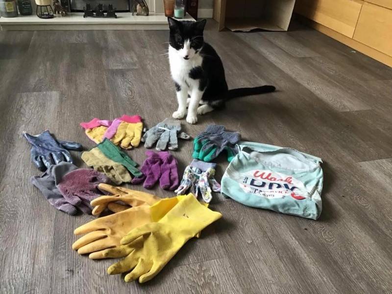 В Англии кот за год принес хозяйке 14 пар садовых перчаток
