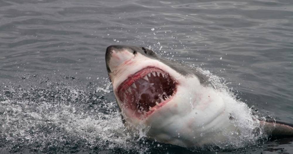 В Северной Калифорнии серфингист скончался после нападения акулы