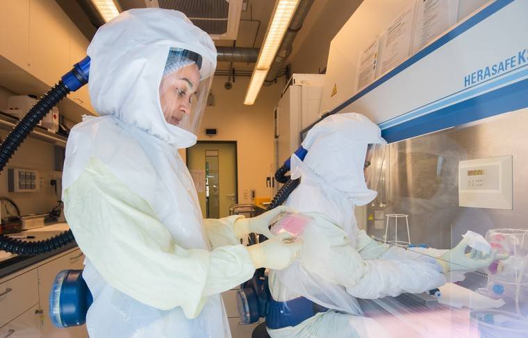 Учёные создали поражающие коронавирус антитела