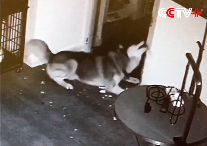 В Китае пес сбежал из клетки и освободил других собак: видео