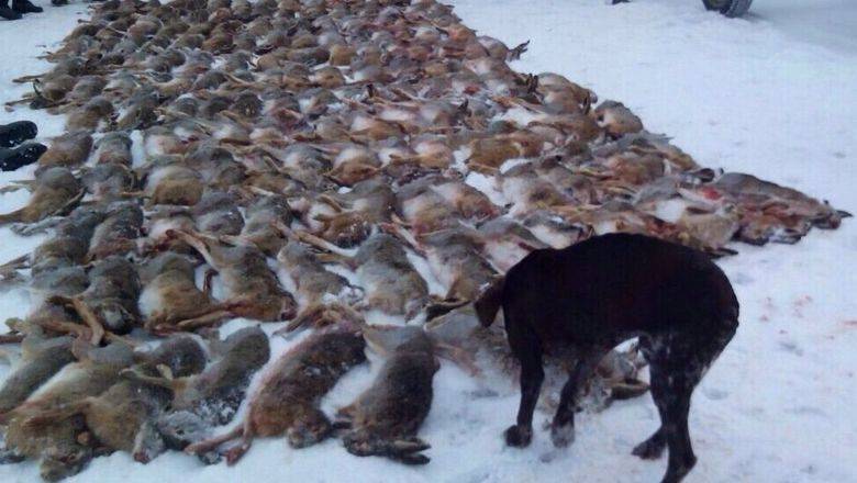 Под шумок пандемии: в России готовится фактическая легализация браконьерства