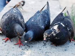 В Алма-Ате птицы погибли из-за голода