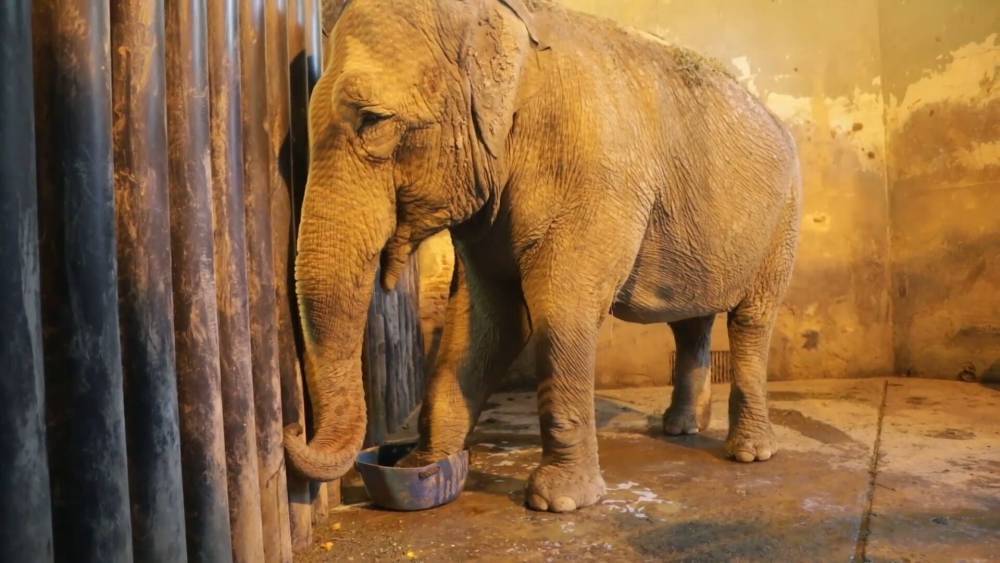 Слониха из аргентинского зоопарка уходит на пенсию.