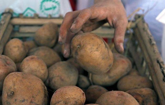 Голландия продала Украине картофель, который подлежал утилизации