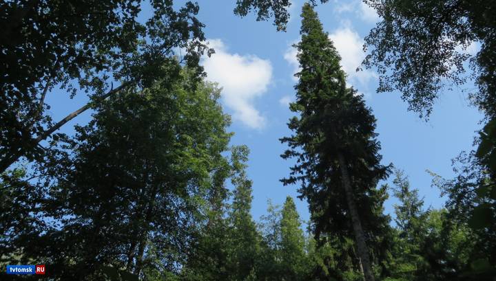 Сборщики дикоросов заблудились в лесу в Томской области