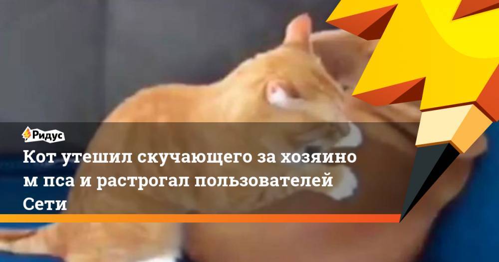 Кот утешил скучающего захозяином пса ирастрогал пользователей Сети