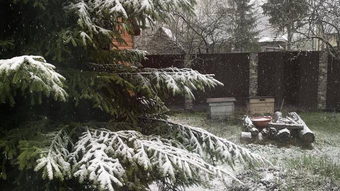 Во вторник в Петербурге выпал мокрый снег