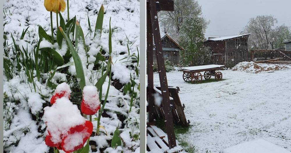 Зима вернулась: жители Псковской области снимают на видео снег