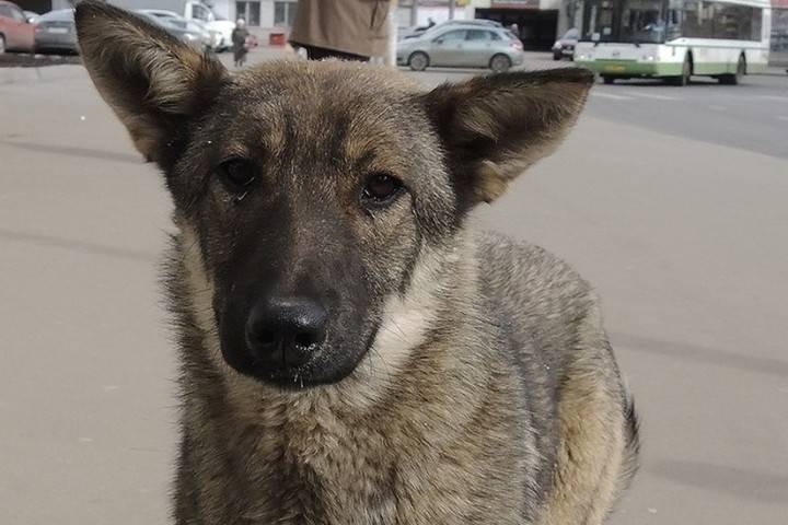 На главного ветеринара Якутска завели дело из-за убийства более 200 кошек и собак