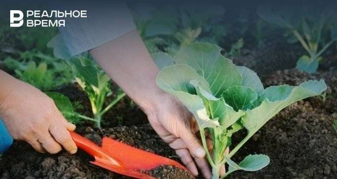 Сельские жители Татарстана безвозмездно получили рассаду и семена на 10 млн рублей