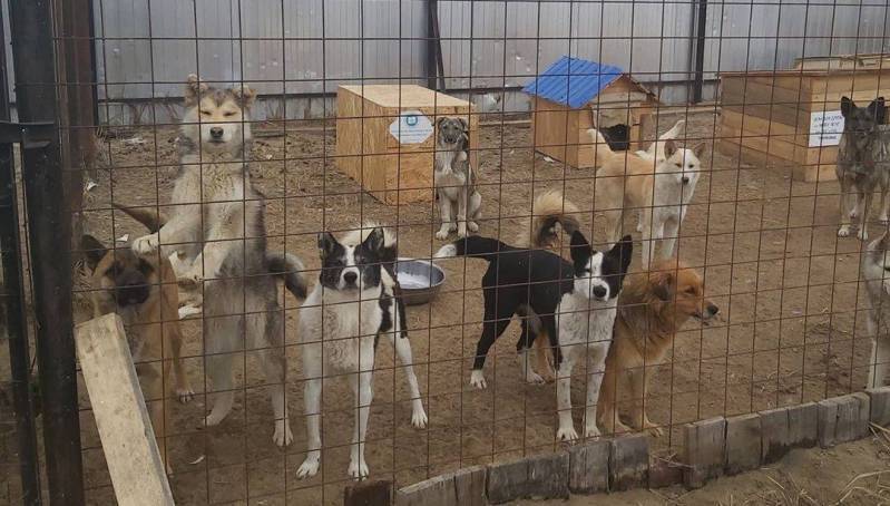 На начальника ветеринарии Якутска завели дела из-за массового умерщвления животных в пункте передержки