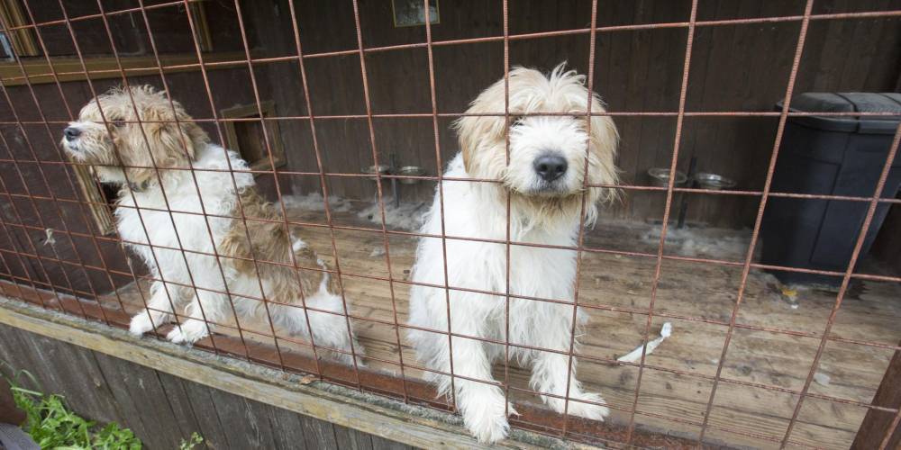 На главного ветеринара Якутска завели дело после убийства 200 кошек и собак