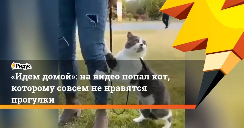 «Идем домой»: на видео попал кот, которому совсем не нравятся прогулки