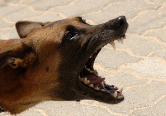 Женщина-врач из Джорджии была убита стаей диких собак