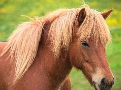 Лошади умеют узнавать своих хозяев по фото