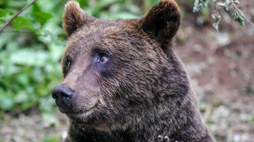 В Тынде медведь раскопал могилу и откусил покойнику голову — видео