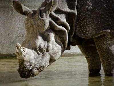 В Индии убили редкого носорога: Это первый за год случай браконьерства на объекте наследия ЮНЕСКО