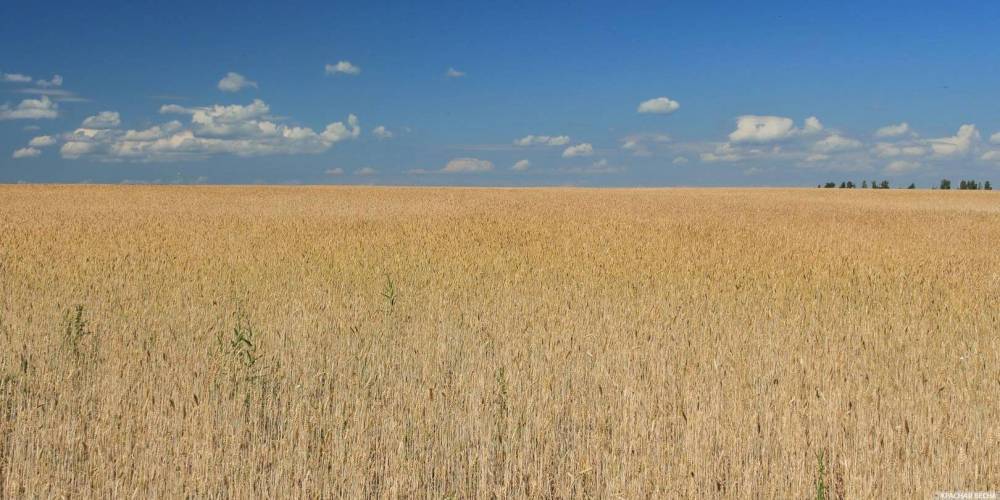 Минсельхоз США спрогнозировал России один из крупнейших урожаев пшеницы