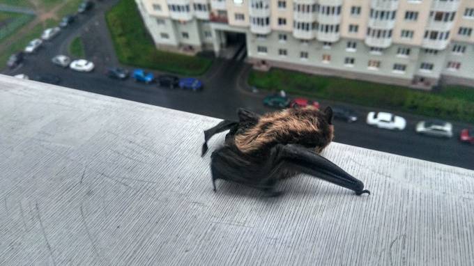 На севере города петербуржец заметил у себя летучую мышь
