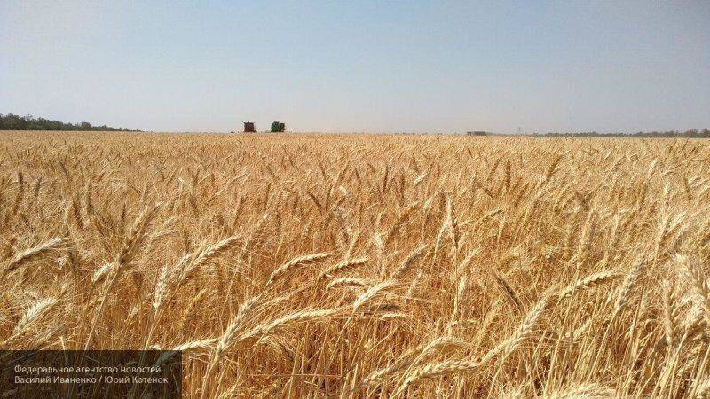 Минсельхоз США прогнозирует один из крупнейших урожаев пшеницы в России