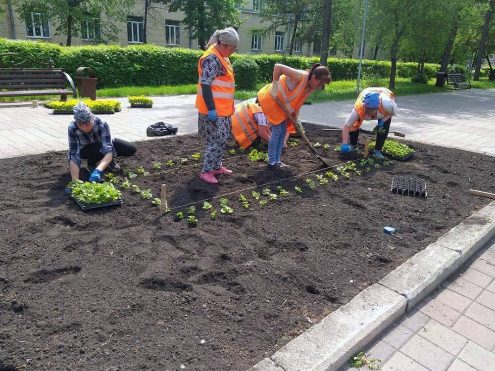 В Кемерове началась высадка цветов на клумбы