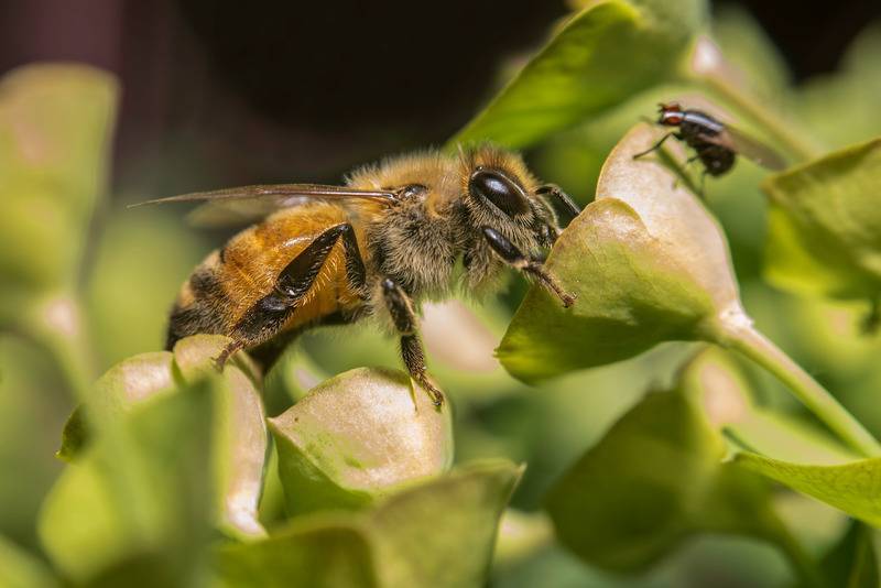 Мужчина больше года терпел сто тысяч пчел у себя дома - Cursorinfo: главные новости Израиля