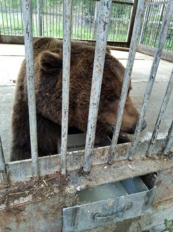 На Урале спасают медведя, который 13 лет жил в придорожном кафе