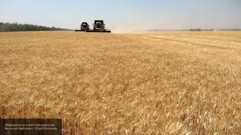 Россия сохранит лидерство на рынке пшеницы благодаря рекордному урожаю