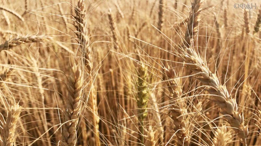 США предсказали России рекордный урожай пшеницы
