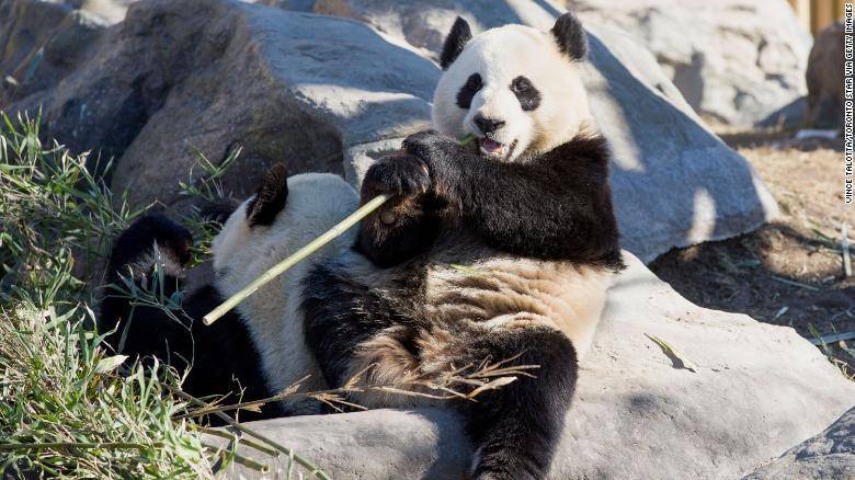 Канада возвращает Китаю двух подаренных панд. Коронавирус лишил их свежего бамбука