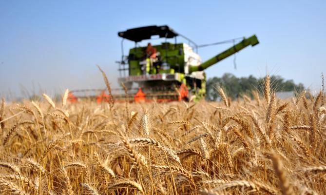 В Госдуме назвали реальным прогноз США по урожаю пшеницы в России