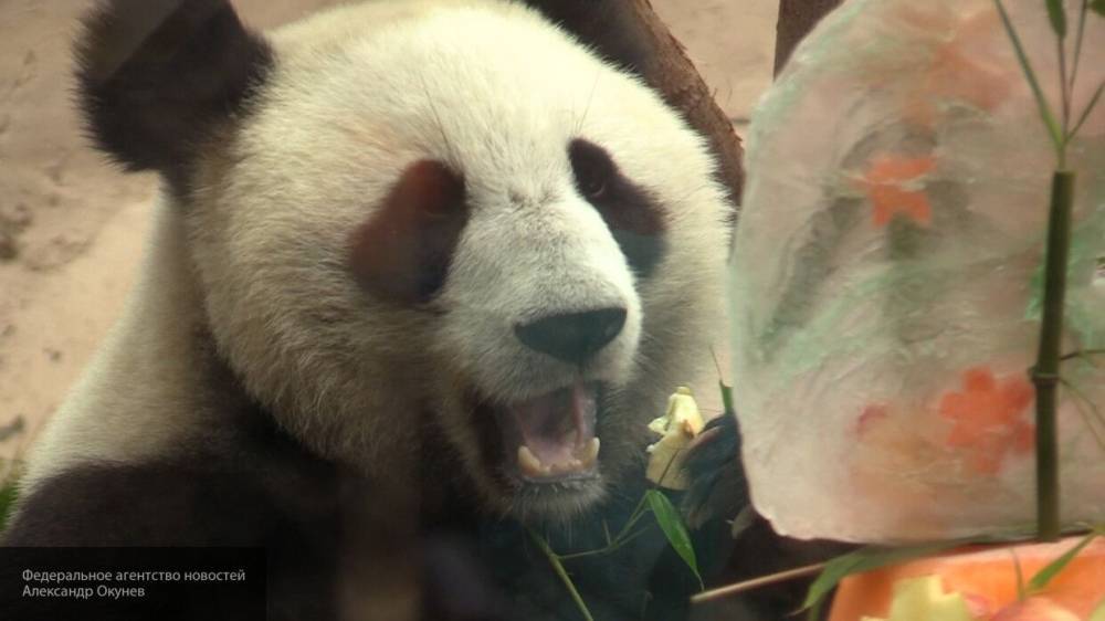 Китайских панд вернут из канадского зоопарка из-за нехватки бамбука