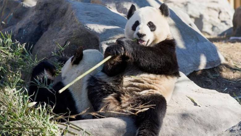Канадский зоопарк вернет Китаю двух панд, из-за коронавируса их нечем кормить