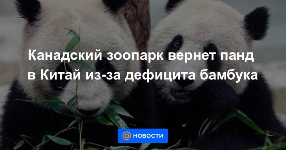 Канадский зоопарк вернет панд в Китай из-за дефицита бамбука