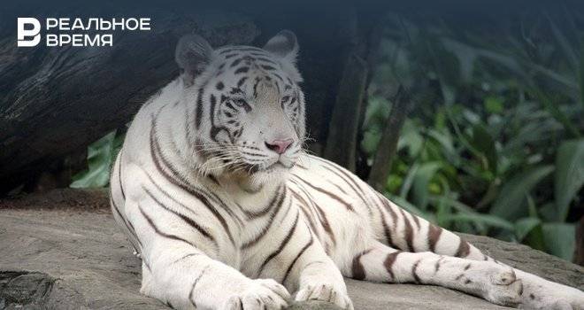 В Альметьевске белая бенгальская тигрица Майя родила троих тигрят