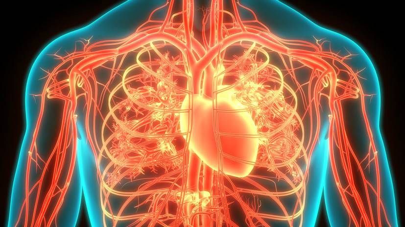 Окно возможности: российские учёные выяснили оптимальный для восстановления сердца возраст стволовых клеток