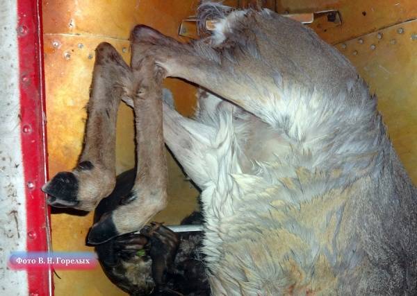 На Среднем Урале задержали браконьера, застрелившего косулю и бобра