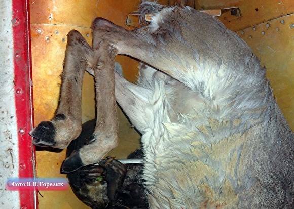 В Свердловской области браконьеру за убийство косули и бобра грозит тюремный срок