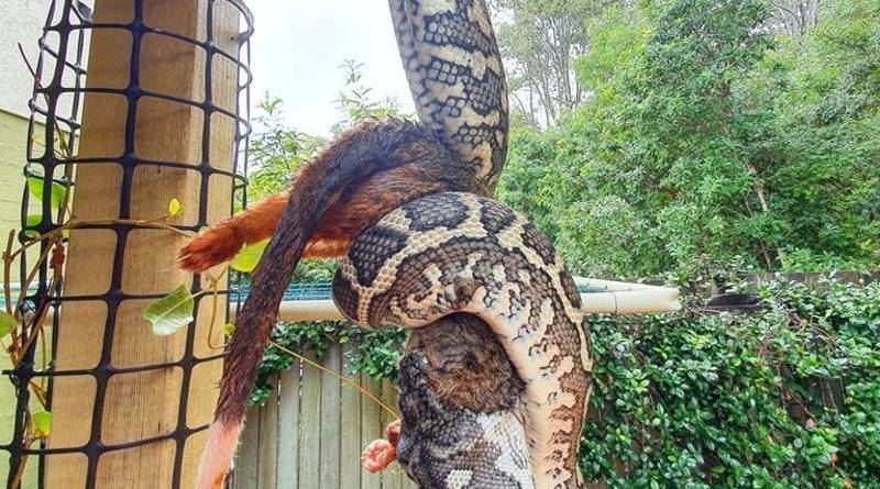 Дикая, дикая Австралия: огромный питон проглотил целого опоссума на заднем дворе дома