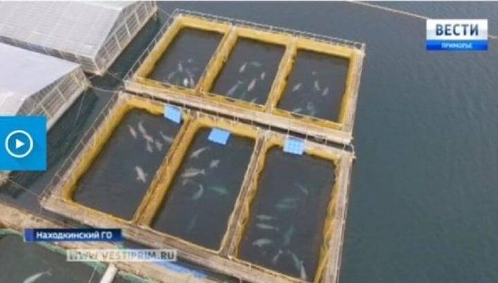 Суд наложил арест на продажу шести моржей из "китовой тюрьмы" в Приморье