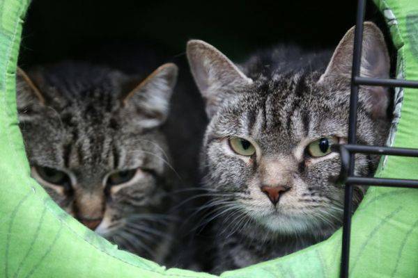 Кошки могут заражать друг друга Covid-19, даже если у них нет симптомов