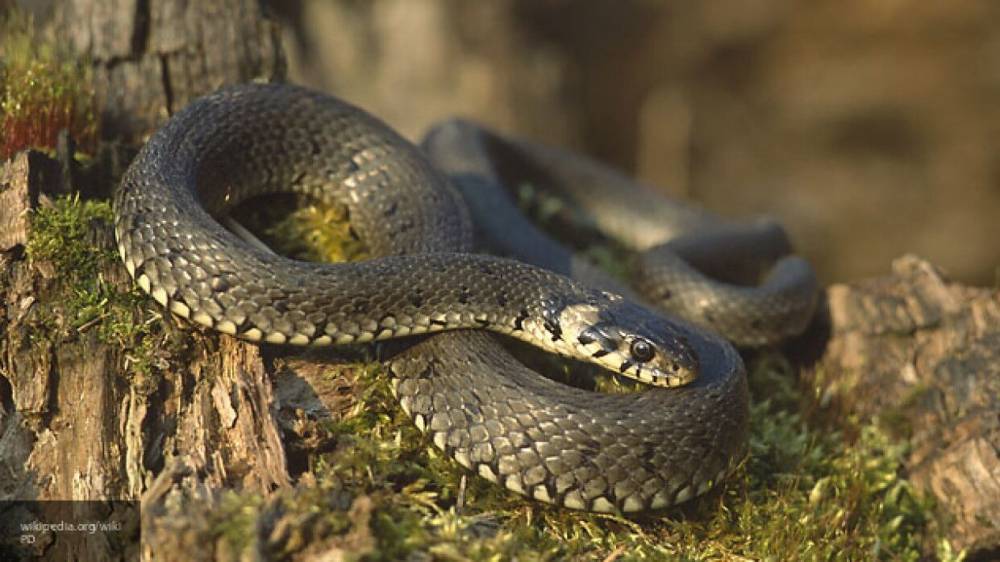 Ядовитые змеи кусают жителей Кузбасса из-за жары