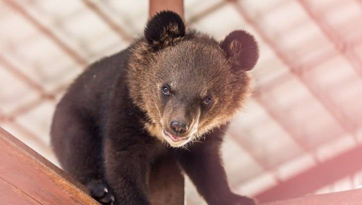 Барнаульский зоопарк начал продажу билетов с открытой датой